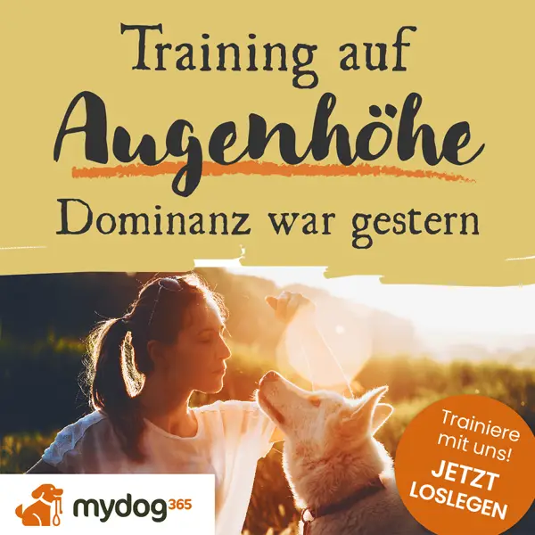 Online Hundeschule