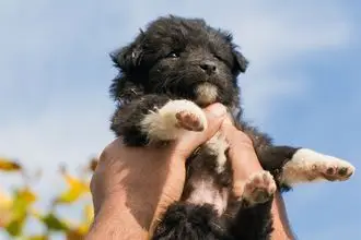 Hundeschule Alb Donau Kreis