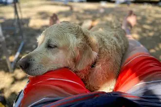 Hundeschule Bad Driburg