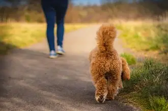 Hundeschule Bad Dürkheim