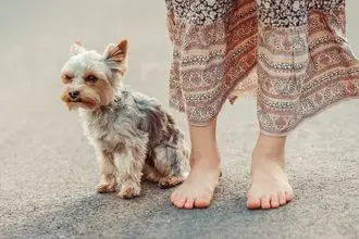 Hundeschule Bad Elster