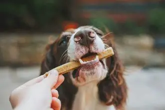 Hundeschule Bad Sülze