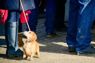 Hundeschule Bergen