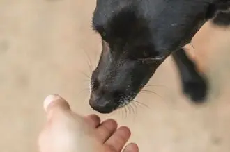 Hundeschule Doberlug Kirchhain