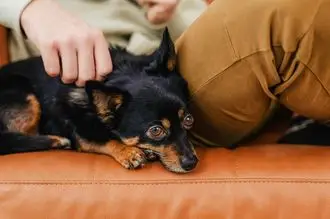 Hundeschule Ehrenfeld