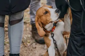 Hundeschule Erbach