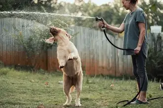 Hundeschule Gardelegen