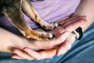 Hundeschule Grevenbroich