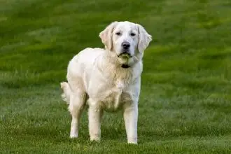 Hundeschule Hagenbach