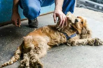 Hundeschule Hamburg