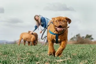 Hundeschule Hecklingen