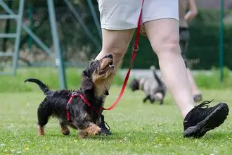 Hundeschule Herdorf