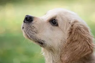 Hundeschule Heusenstamm