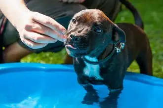 Hundeschule Hillesheim