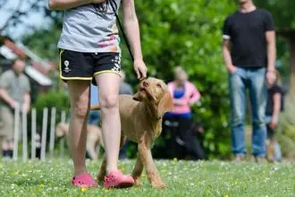 Hundeschule Höxter