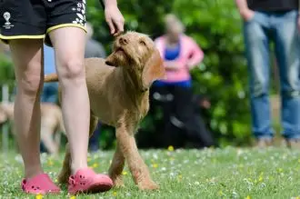 Hundeschule Horw