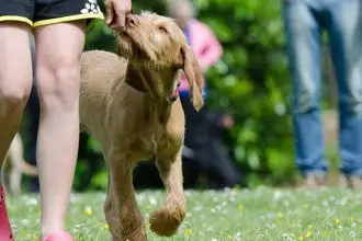 Hundeschule Hoya