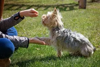 Hundeschule Hückelhoven