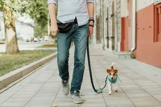 Hundeschule Karlsruhe