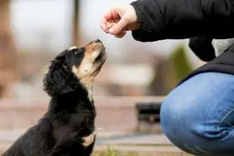 Hundeschule Karlstadt