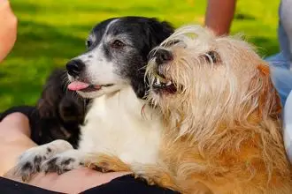 Hundeschule Kindelbrück