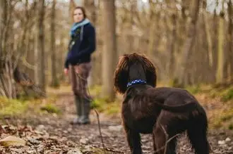 Hundeschule Königs Wusterhausen