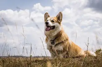 Hundeschule Krakow am See