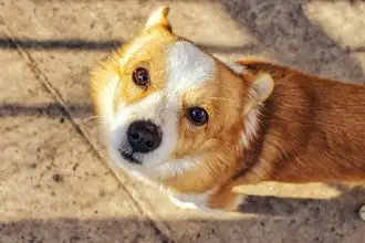 Hundeschule Kriens