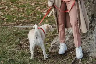 Hundeschule Lampertheim