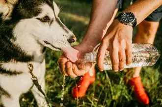 Hundeschule Landshut