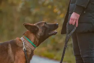 Hundeschule Langen