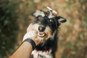 Hundeschule Lausitz Spreewald