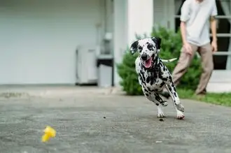 Hundeschule Lauterecken