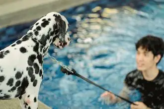 Hundeschule Leibnitz