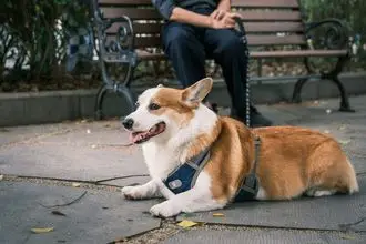 Hundeschule Liebenau