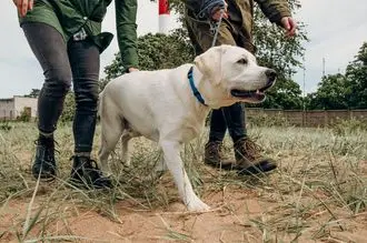 Hundeschule Lippstadt