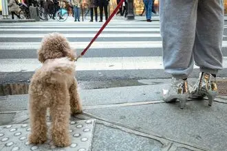 Hundeschule Luckau