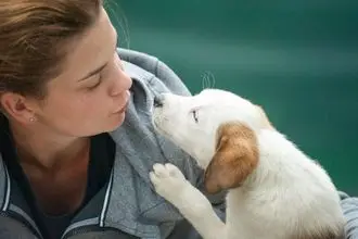 Hundeschule Luzern