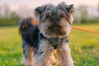 Hundeschule Märkischer Kreis