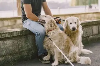 Hundeschule Mansfeld