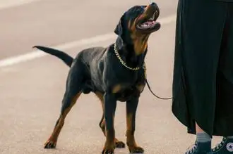 Hundeschule Marburg Biedenkopf