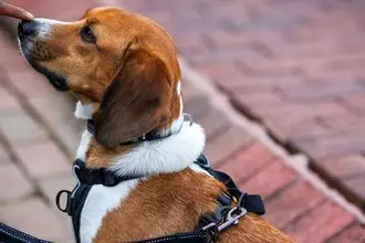 Hundeschule Marktheidenfeld