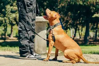 Hundeschule Mittelthüringen