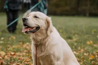 Hundeschule Monschau