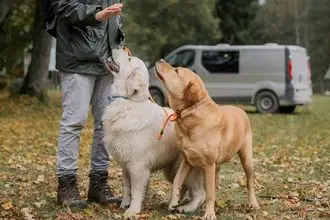 Hundeschule Montabaur