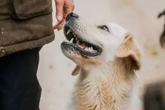 Hundeschule Montreux