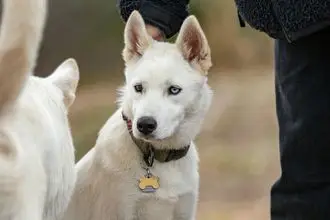 Hundeschule Muttenz