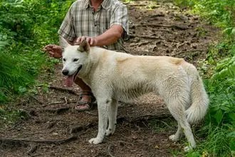 Hundeschule Netphen