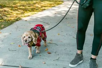 Hundeschule Neu Ulm