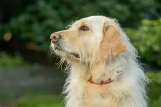 Hundeschule Neuruppin